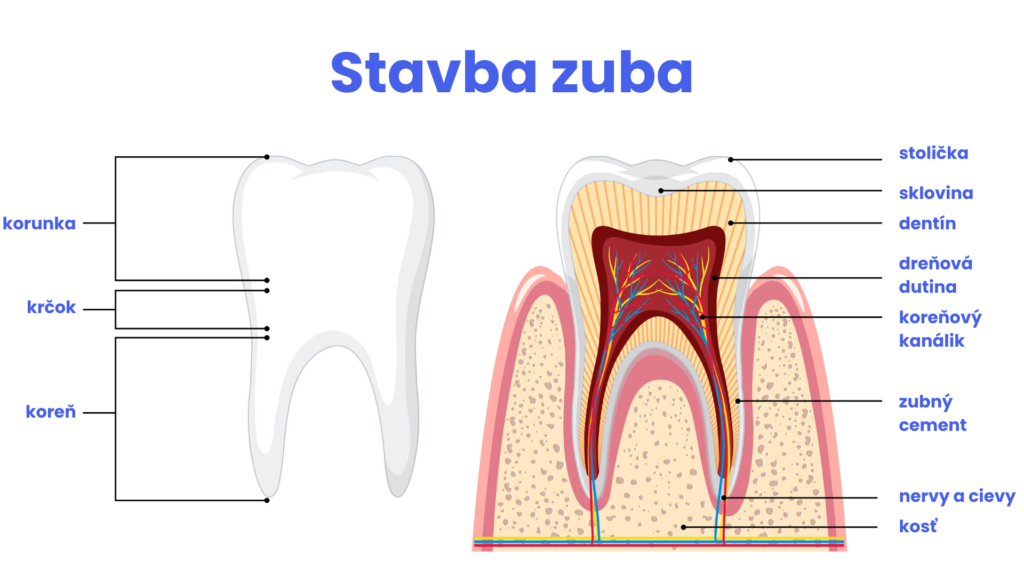 stavba zuba
